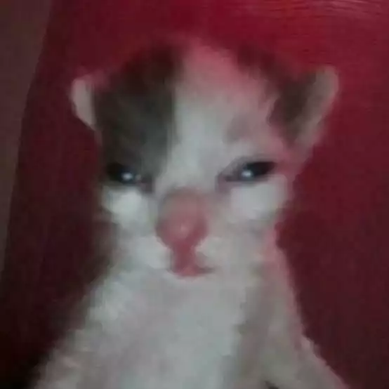 Deniz Profil